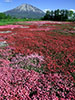 羊蹄山を撮る、芝桜名園