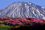 羊蹄山を撮る、富士。サクラ