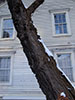 雪まつりを撮る、時計台の樹