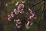 札幌の桜風景、中島公園　開花　1