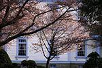 札幌の桜風景、豊平館　1