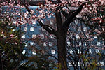 札幌の桜風景、ホテル　1