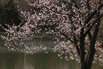 札幌の桜風景、水面桜　1