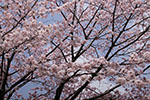 札幌の桜風景、花盛り　1