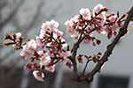 札幌の桜風景、千島桜　1