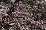 札幌の桜風景、千島桜　6