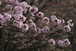 札幌の桜風景、開花　2