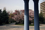 札幌の桜風景、豊平館　7