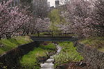 札幌の桜風景、土木研究所　2