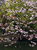 札幌の桜風景、水面咲桜　3