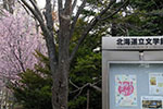 札幌の桜風景、文学館　3
