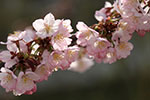 札幌の桜風景、千島桜　3