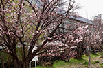 札幌の桜風景、土木研究所　3