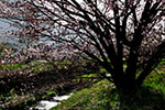 札幌の桜風景、千島桜　8