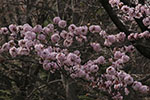 札幌の桜風景、開花　4