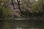 札幌の桜風景、水面桜　4