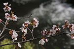 札幌の桜風景、千島桜　9