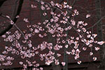 札幌の桜風景、開花　5