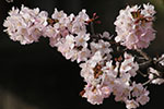 札幌の桜風景、千島桜　5