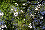 桜　散る、池風景　４