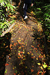 神仙沼の風景、秋色の路