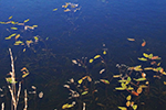神仙沼の風景、水絵２