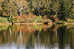 神仙沼の風景、秋色２