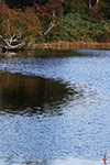 神仙沼の風景、池塘風景４