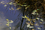 神仙沼の風景、水絵４