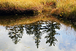 神仙沼の風景、水鏡５
