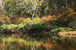 神仙沼の風景、秋色５