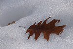 早春　雪景色、雪解枯色　８