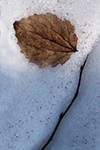 早春　雪景色、耐冬　３