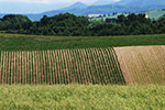 中富良野・美瑛 