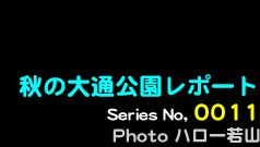 シリーズ番号11番　秋の大通公園レポート