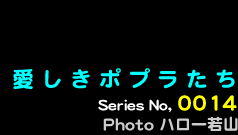 シリーズ番号14番　愛しきポプラたち