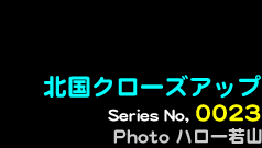 シリーズ番号23番　北国クローズアップ