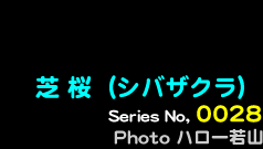 シリーズ番号28番　しばざくら