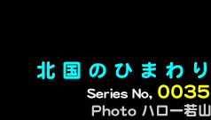 シリーズ番号35番　北国のひまわり