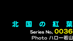 シリーズ番号36番　北国の紅葉