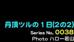 シリーズ番号29番　丹頂鶴の１日（2の2）