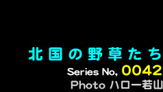 シリーズ番号42番　北国の野草たち