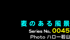 シリーズ番号45番　麦のある風景
