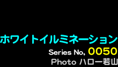 シリーズ番号50番　ホワイトイルミネーション