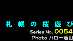 シリーズ番号54　札幌の桜遊び