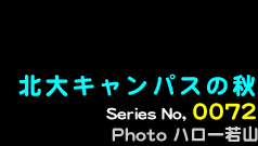 シリーズ番号72　北大キャンパスの秋