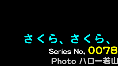 シリーズ番号78　さくら、さくら、