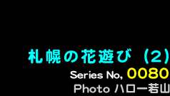 シリーズ番号80　札幌の花遊び２