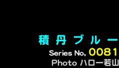 シリーズ番号81　積丹ブルー