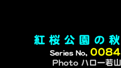シリーズ番号84番　紅桜公園の秋